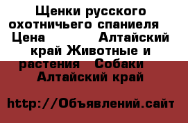 Щенки русского охотничьего спаниеля  › Цена ­ 2 000 - Алтайский край Животные и растения » Собаки   . Алтайский край